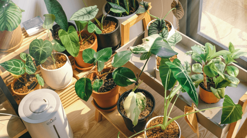 Best Plants to Grow in Containers and How to Keep Them Pest-Free