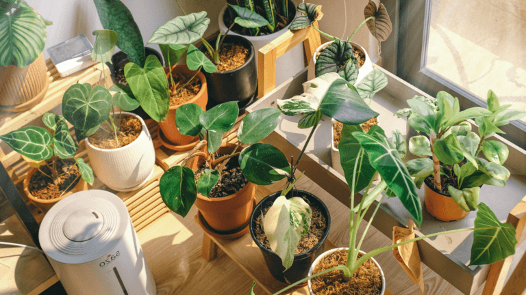 Best Plants to Grow in Containers and How to Keep Them Pest-Free