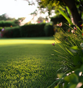 lush lawn