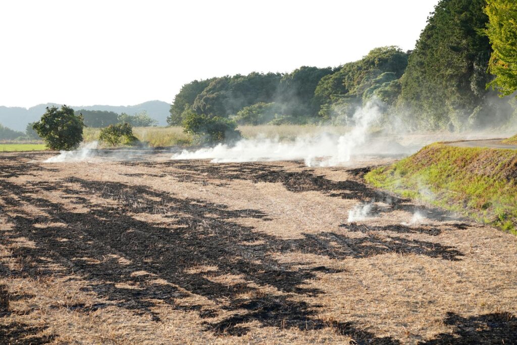Fertilizer burn