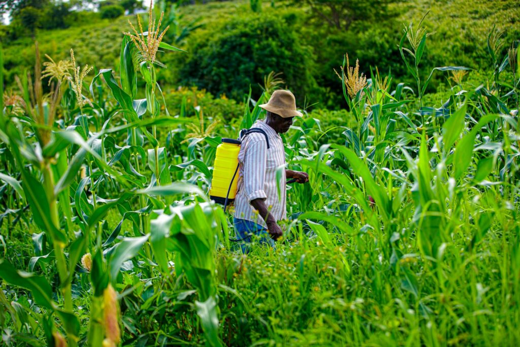 Environmental Impact of Excessive Pesticide Use