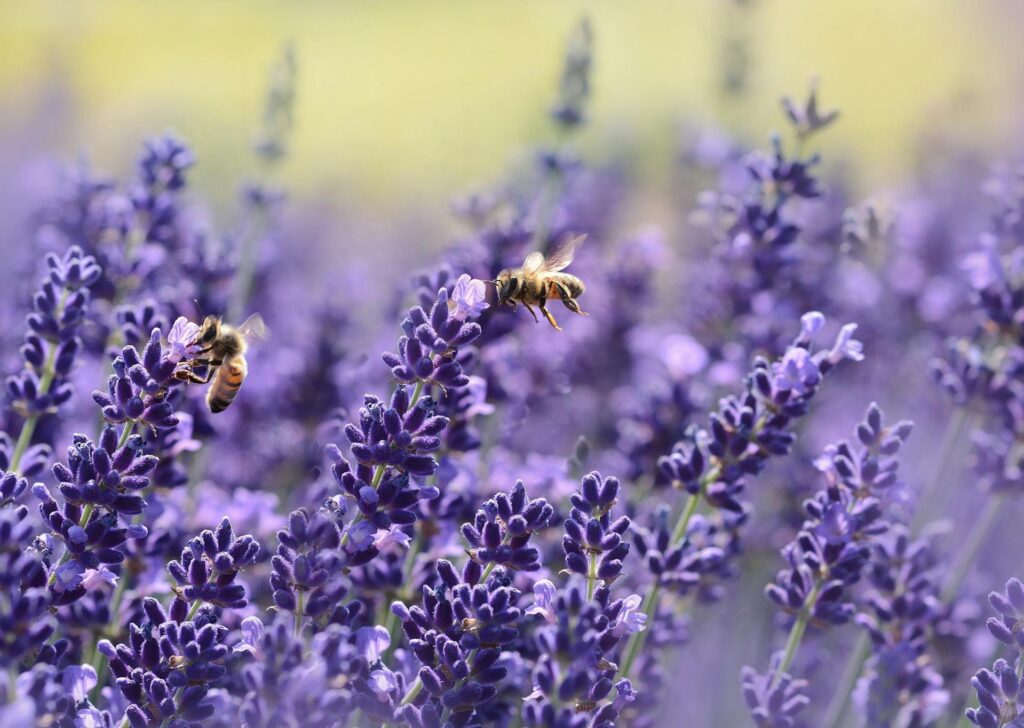 Maintaining Your Pollinator Garden