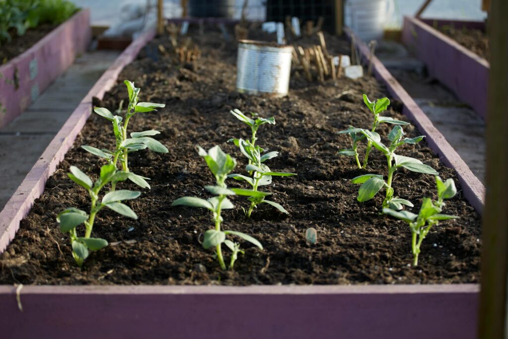 Why Raised Bed Gardening is the Ultimate Choice for Australian Gardeners