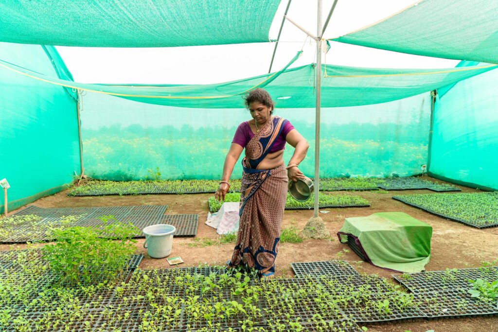Common Mistakes to Avoid in transplanting