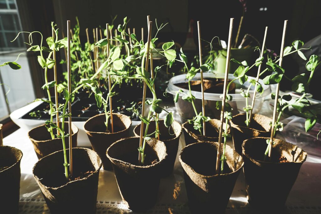 Embrace No-Dig Gardening