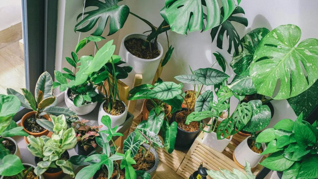 Air Purifying Indoor Plants for Cleaner, Healthier Homes