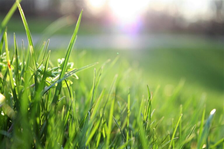 Healthy Lawn Myths Debunked