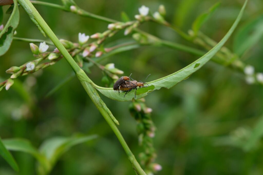 How Resistance Spreads in Pest Populations