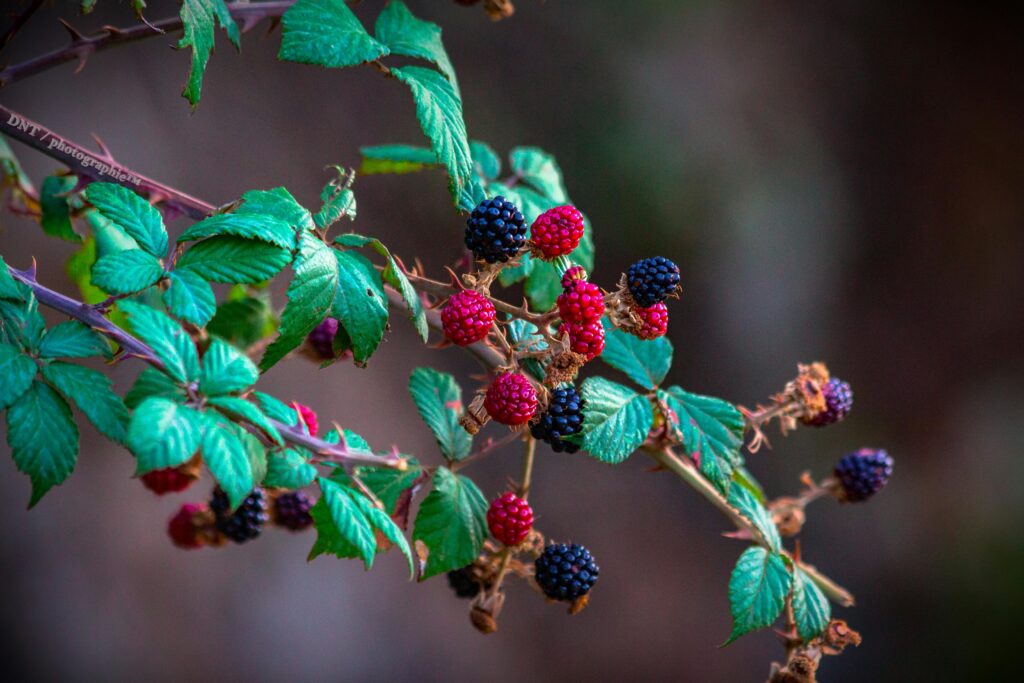 berries