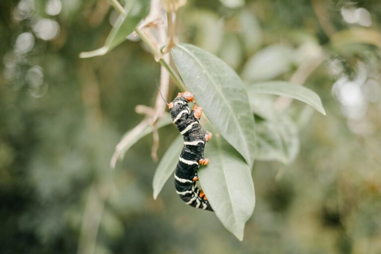 caterpillar