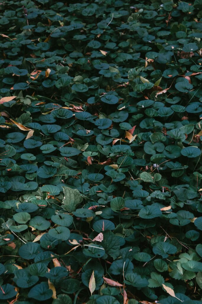 dichondra