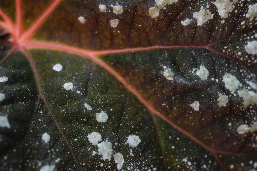mildew