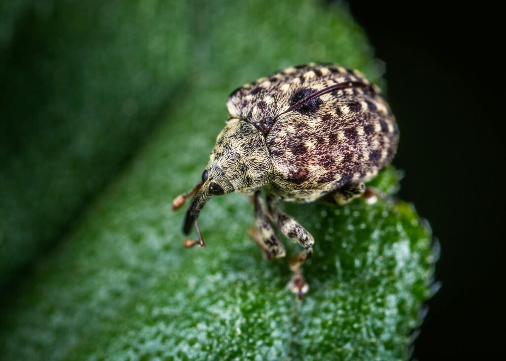 zeus pest