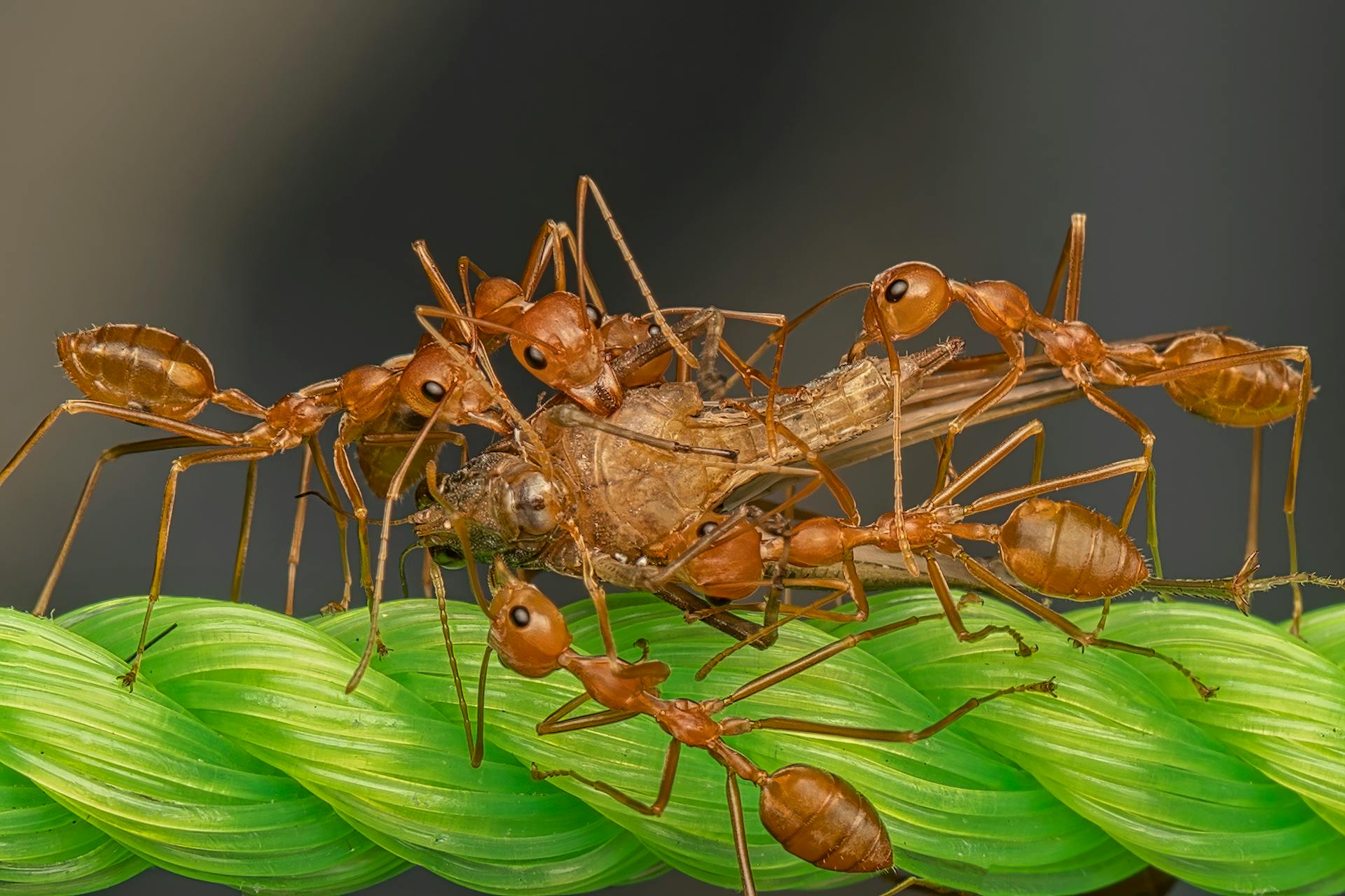 Get Rid of Ants Permanently: Proven Australian Solutions