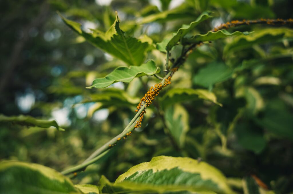 plant with aphids