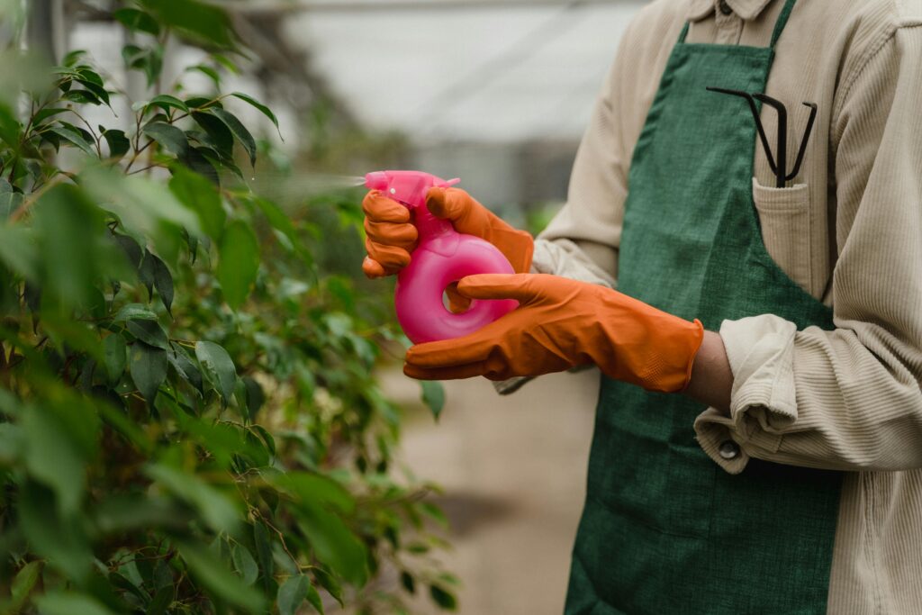 spray plants