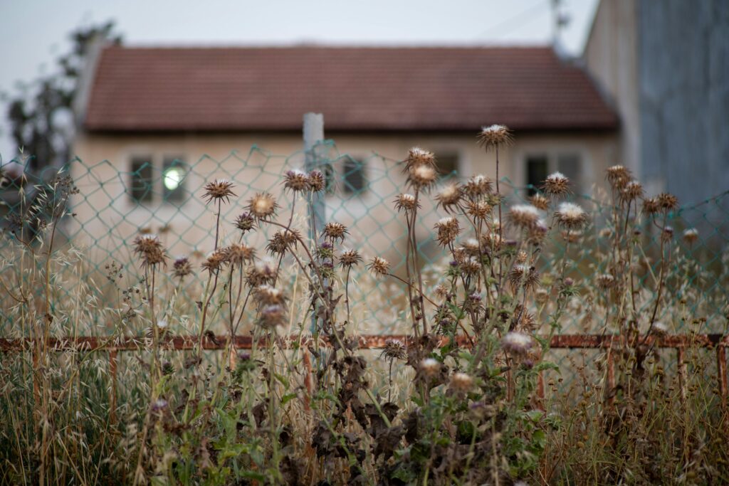 thistles