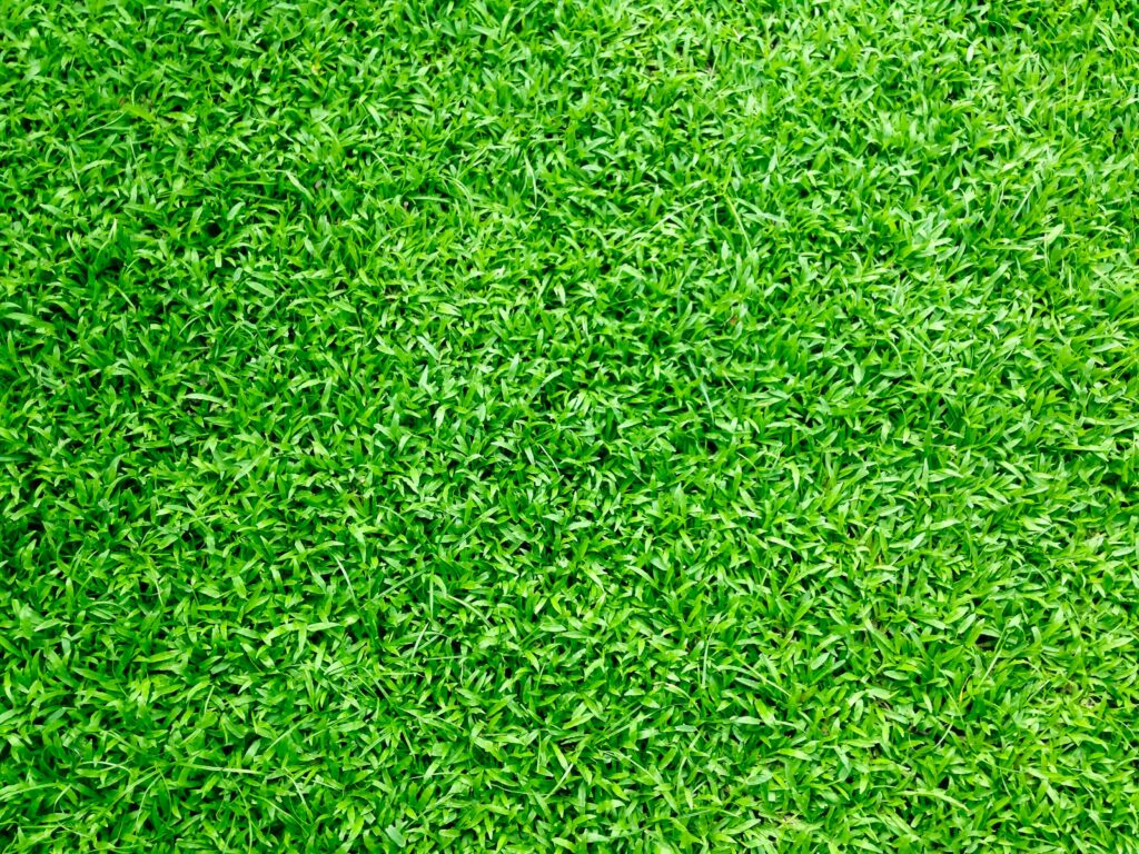 grass