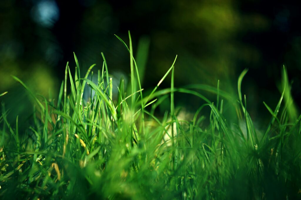 grasses