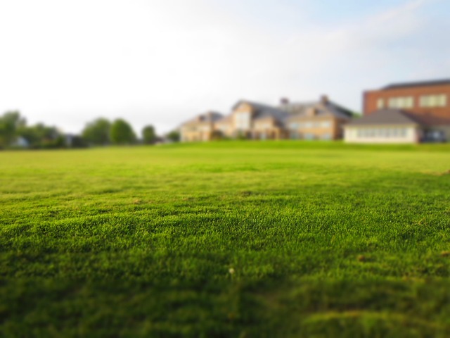 lawn-768316_640