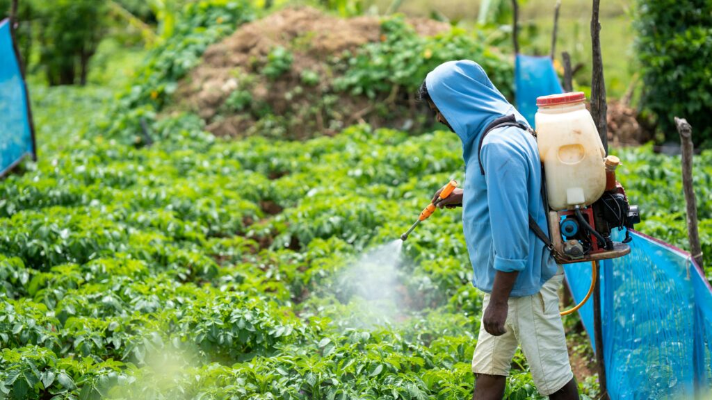 spraying insecticide