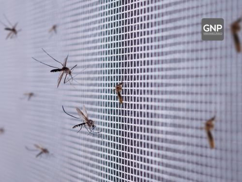 Mosquito