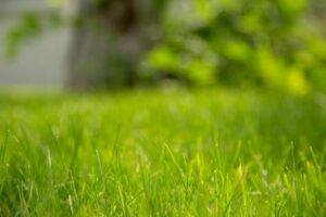 grass type
