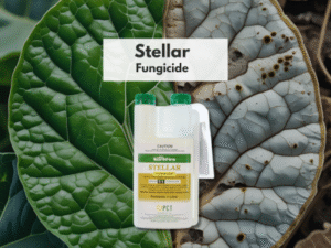 Stellar