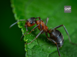ant-killer