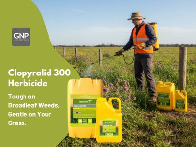 Clopyralid