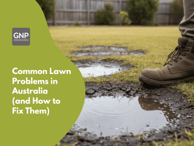 common lawn problems
