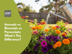 Annuals vs Biennials vs Perennials What's The Difference