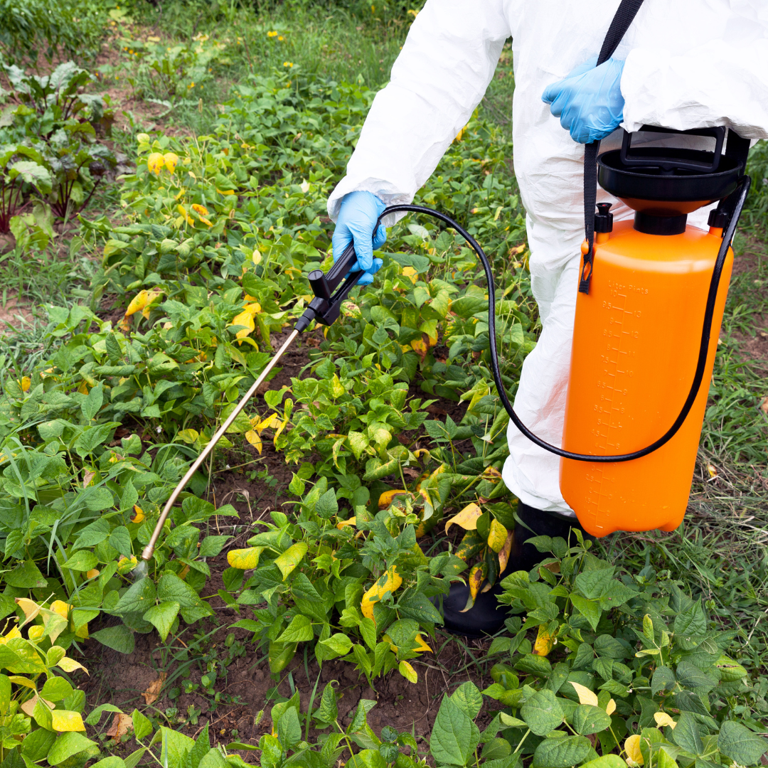 Person spraying herbicide carefully on a garden vegetable bed