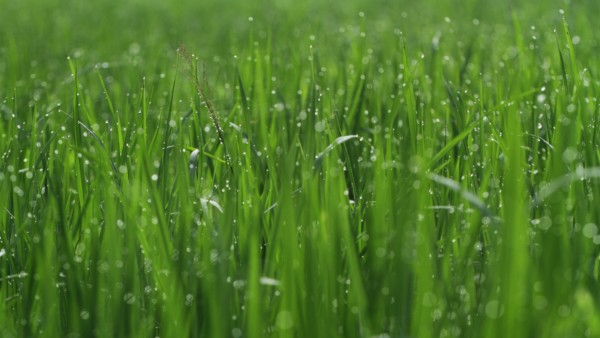 Dew on lawn grass in the early morning, increasing leaf wetness