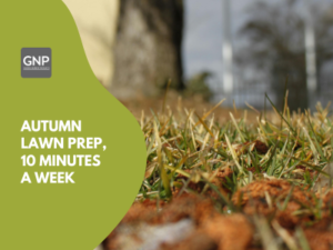 Close up of lawn with autumn leaves and dew, GNP Autumn Lawn Prep, 10 minutes a week.