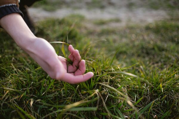 Homeowner checking early winter weed growth in a patchy autumn lawn