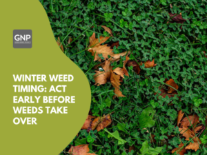 Winter weed timing blog cover with autumn lawn weeds and fallen leaves