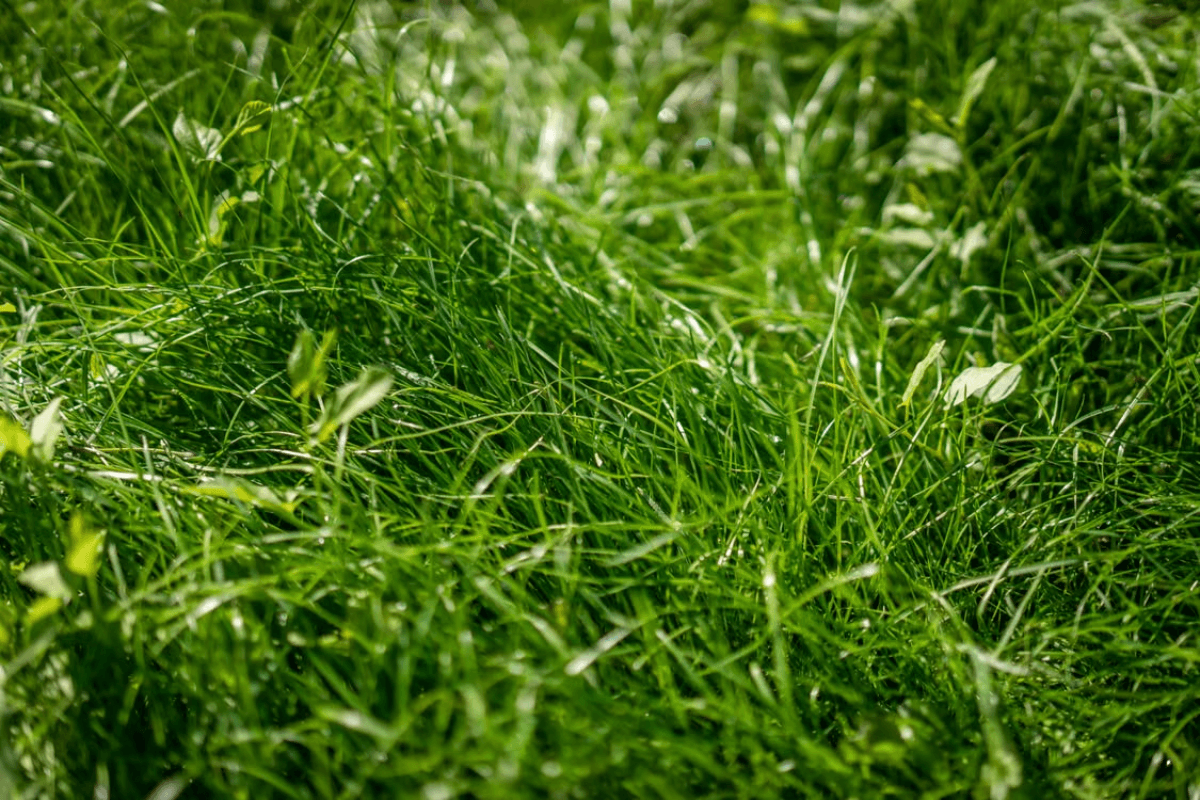 Close-up of fresh spring leaf growth on a woody weed, the treatment window for spraying