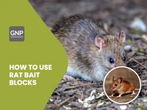 Rat and mouse photos with the title How to use rat bait blocks