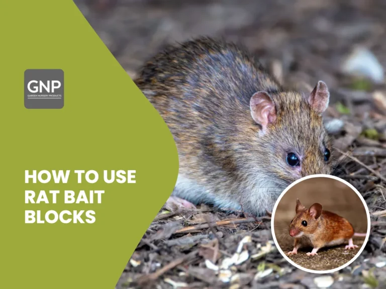 Rat and mouse photos with the title How to use rat bait blocks